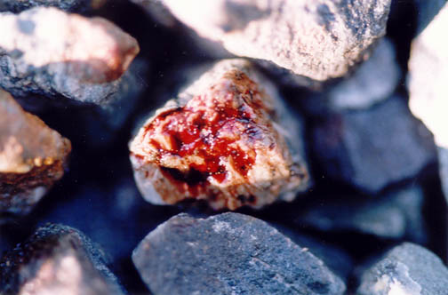 una foto di pietre macchiate del Prezioso Sangue